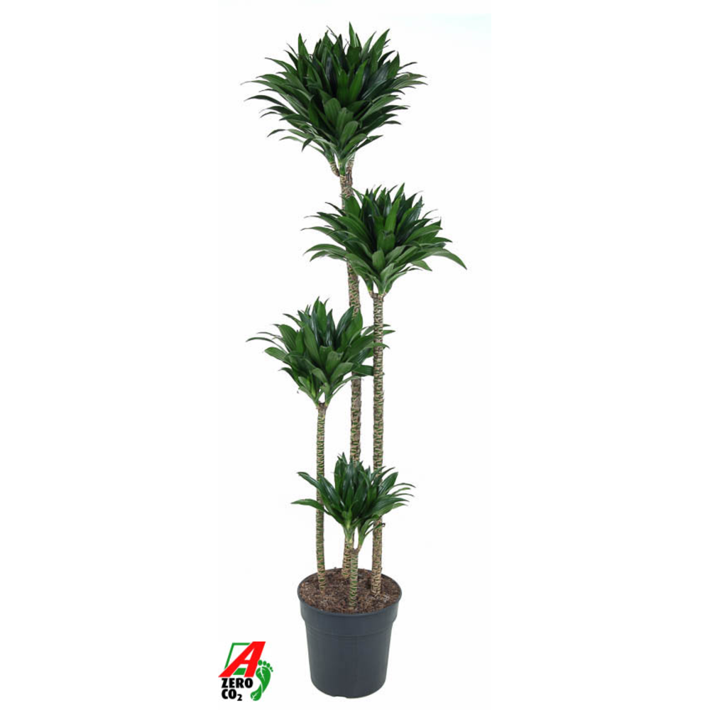 Dracaena Compacta 120-90-60-30.