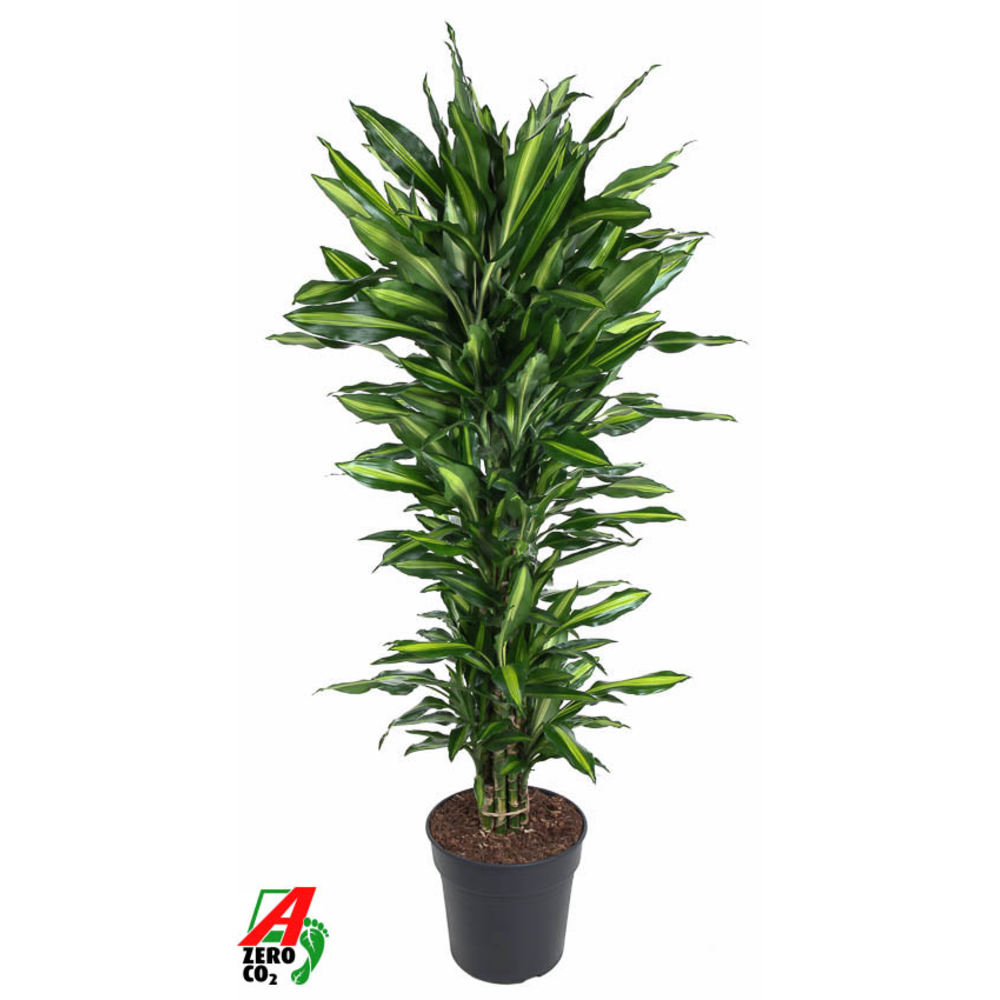 Dracaena Cintho vertakt P31.