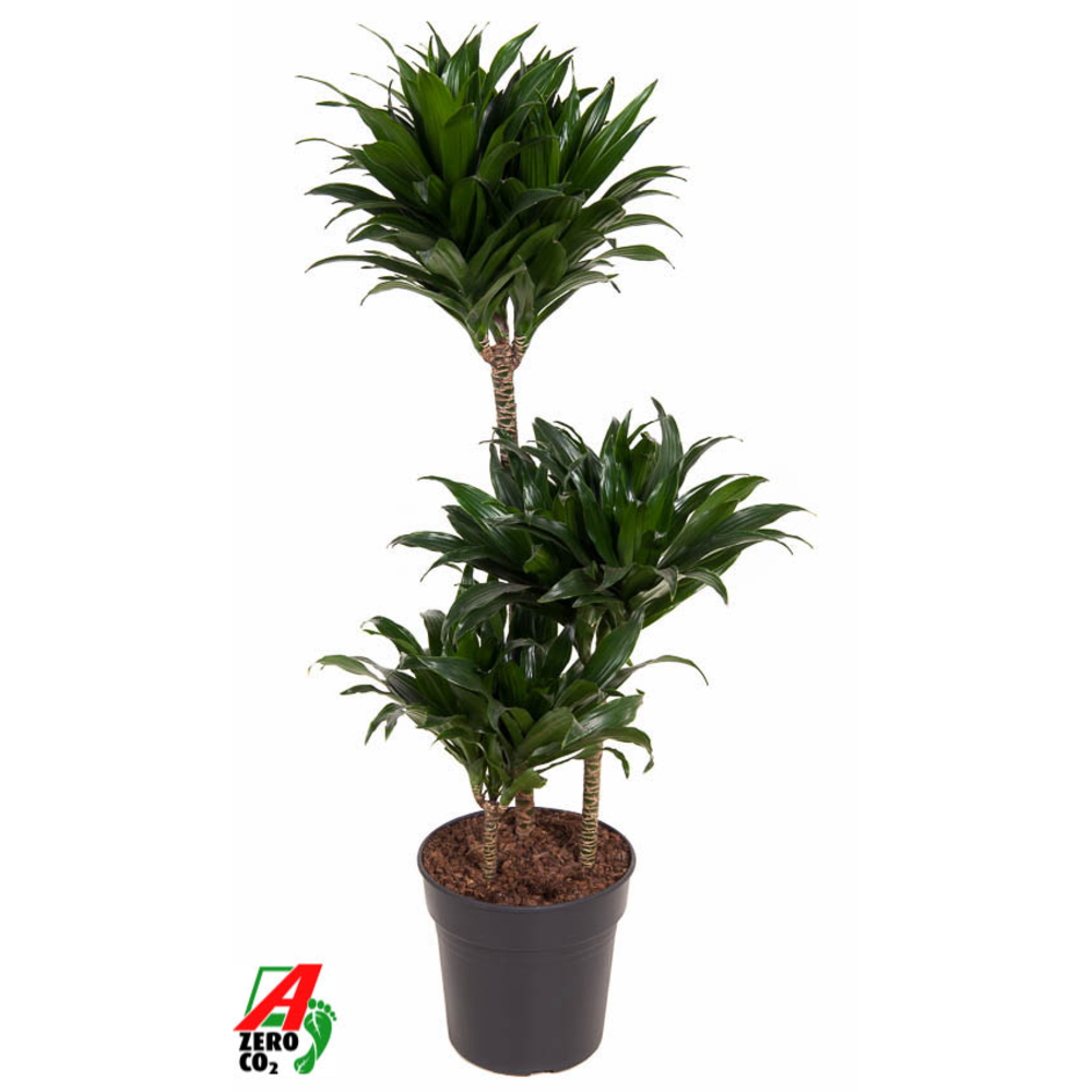 Dracaena Compacta 60-30-15.