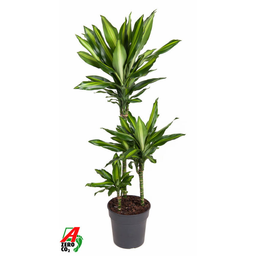 Dracaena Cintho 60-30-15.