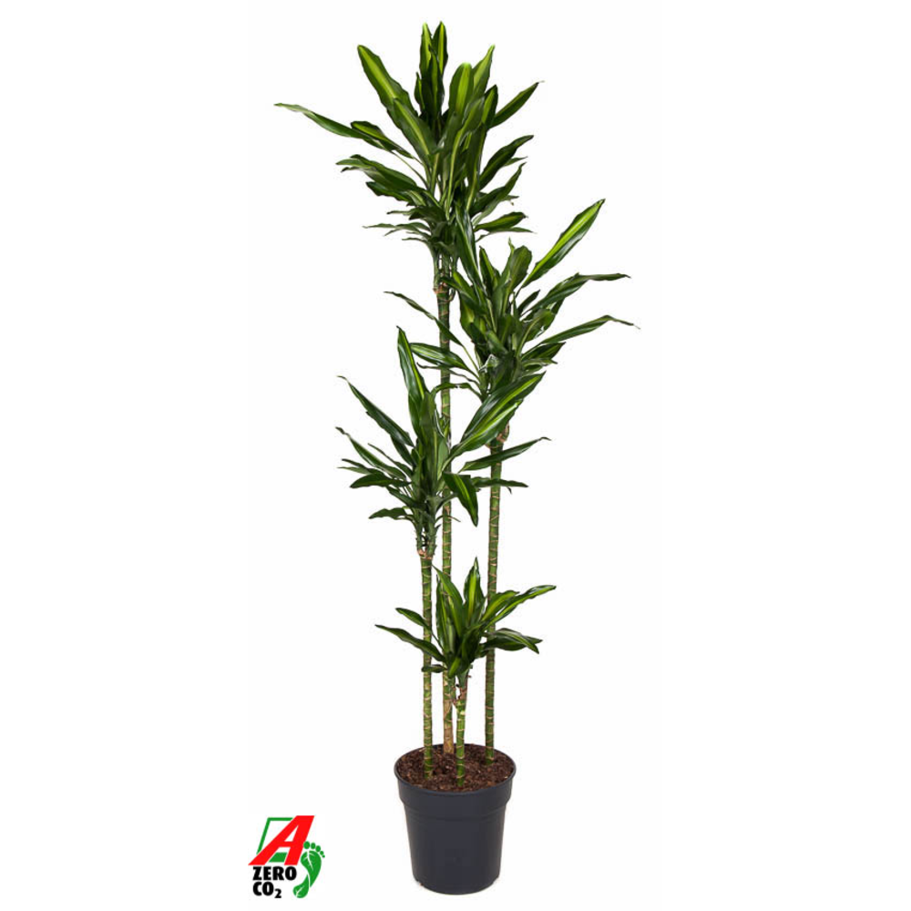 Dracaena Cintho 120-90-60-30.