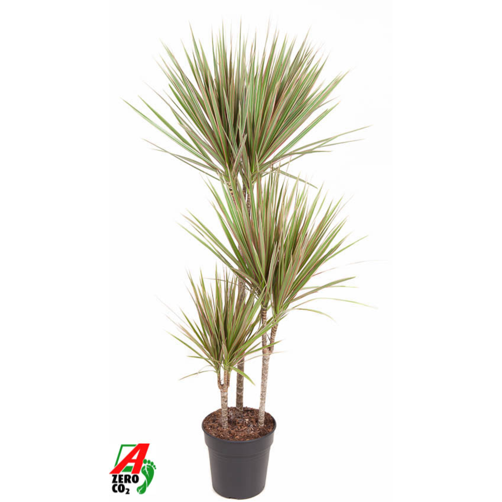 Dracaena Bicolor 60-30-15.