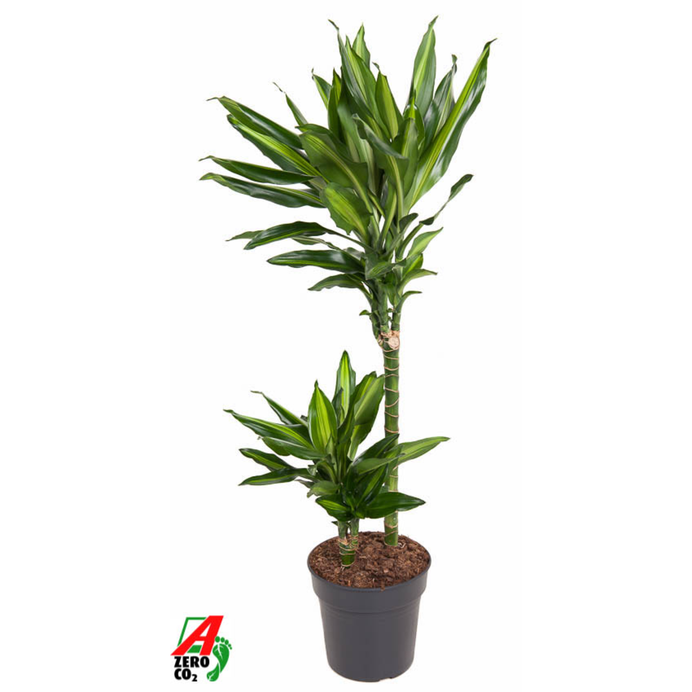Dracaena Cintho 45-15.