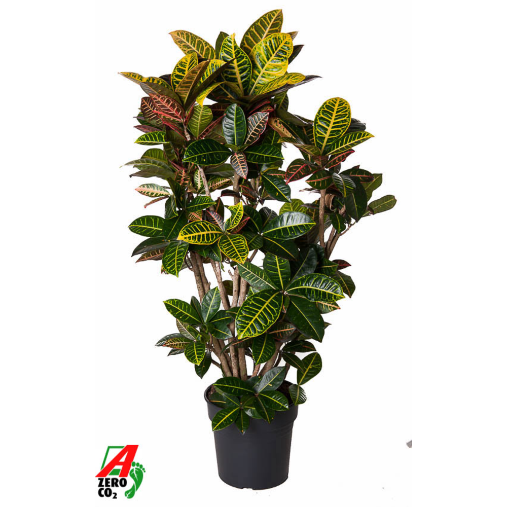 Codiaeum Petra vertakt P31.