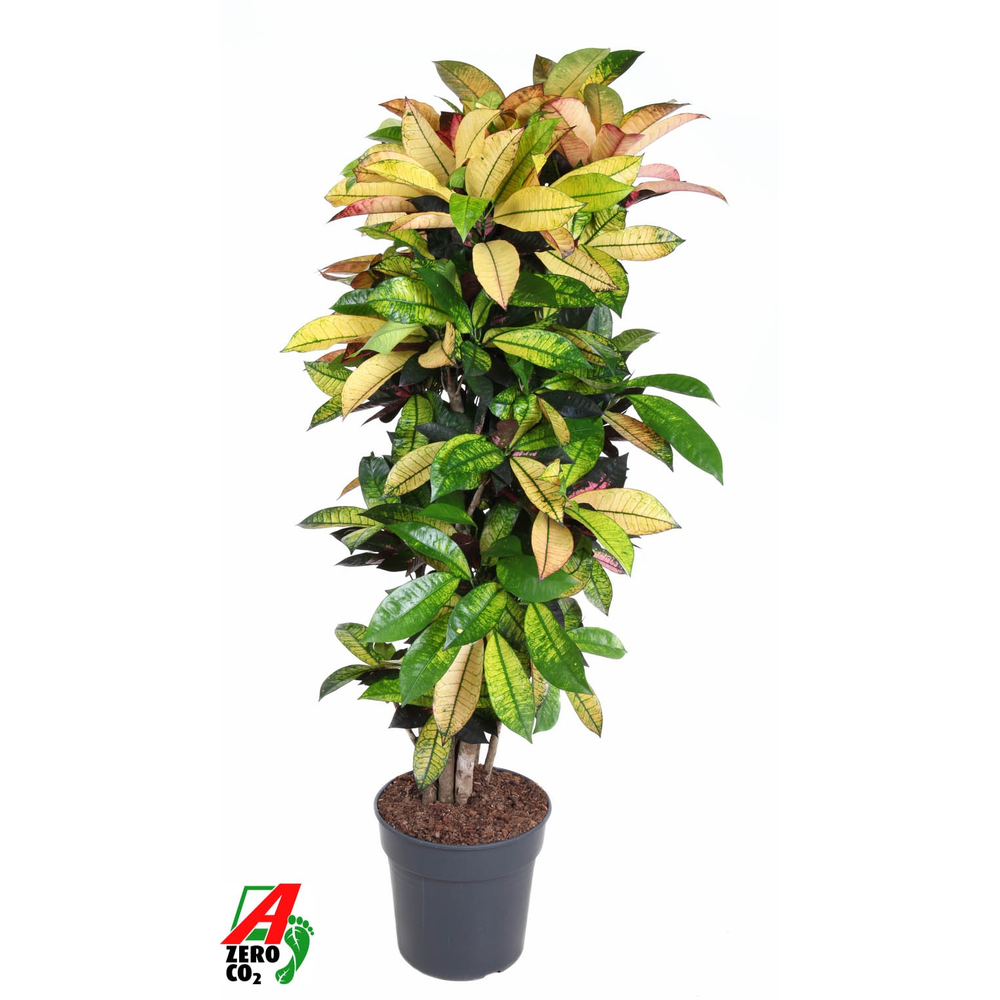 Codiaeum Mrs Iceton vertakt P31.