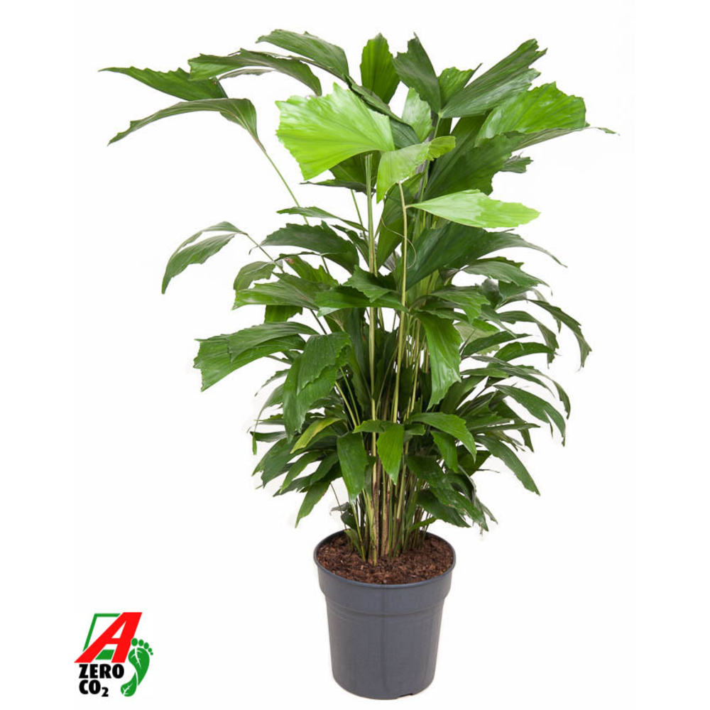 Caryota Mitis P24.