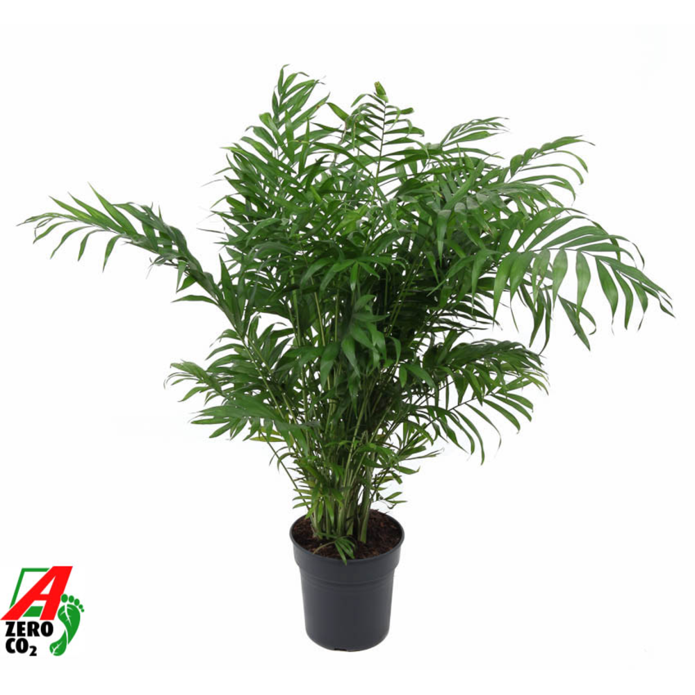 Chamaedorea Elegans P21.