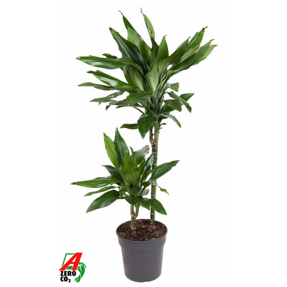 Dracaena Janet Lind 45-15.
