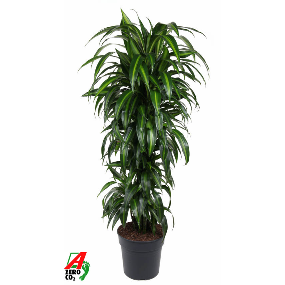Dracaena Hawaiiana vertakt P31.