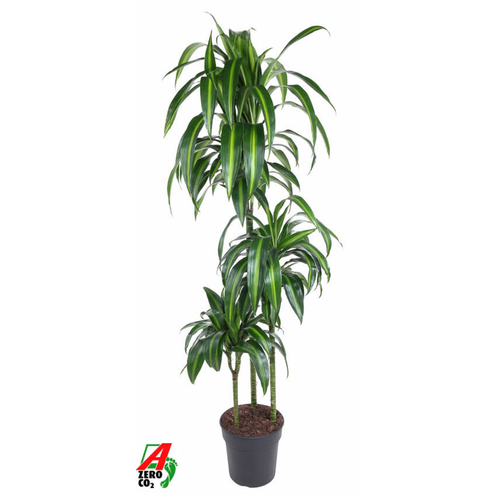 Dracaena Hawaiiana 90-60-30.