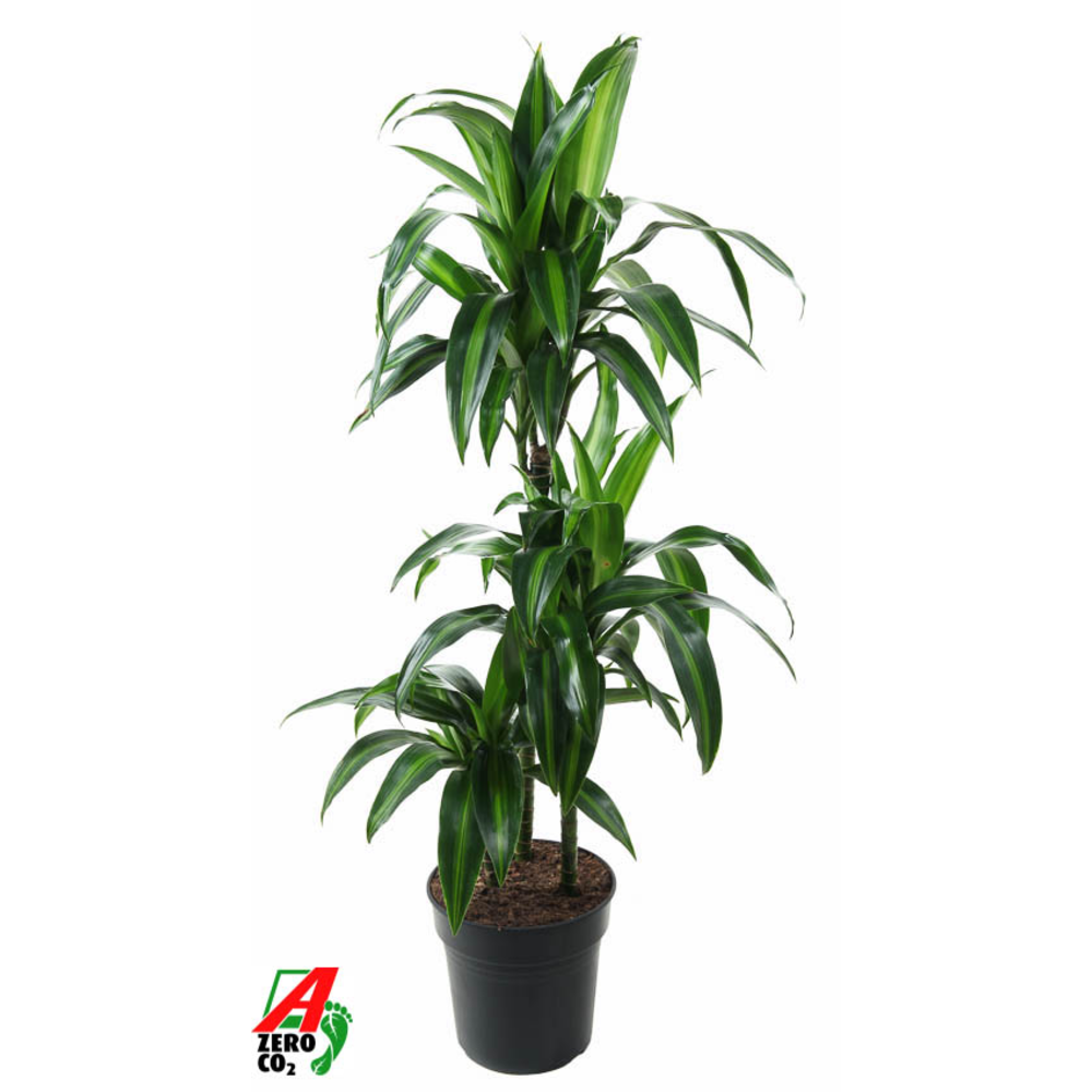 Dracaena Hawaiiana 60-30-15.
