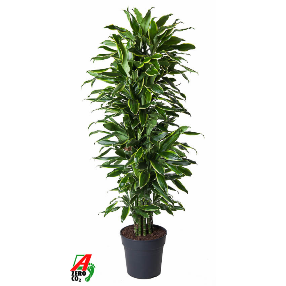 Dracaena Gold Coast vertakt P31.