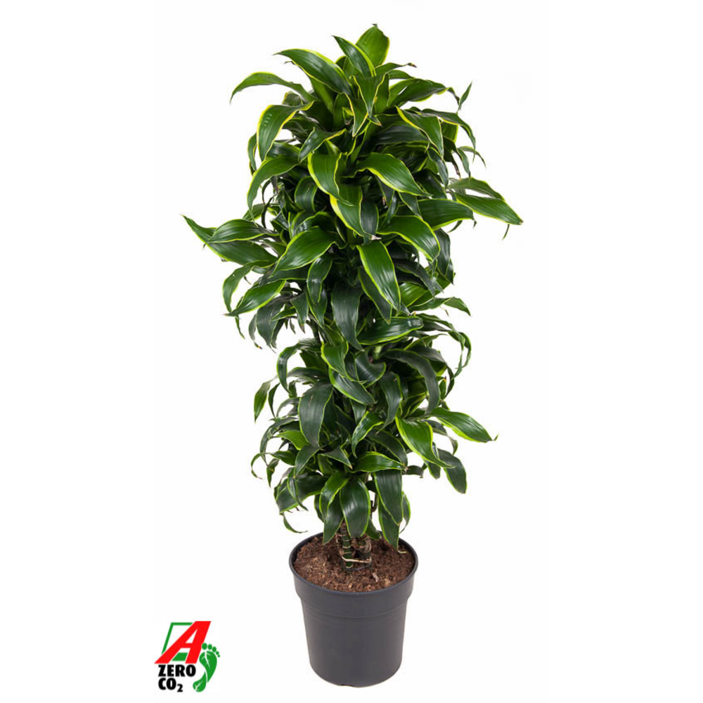 Dracaena Dorado vertakt P31.
