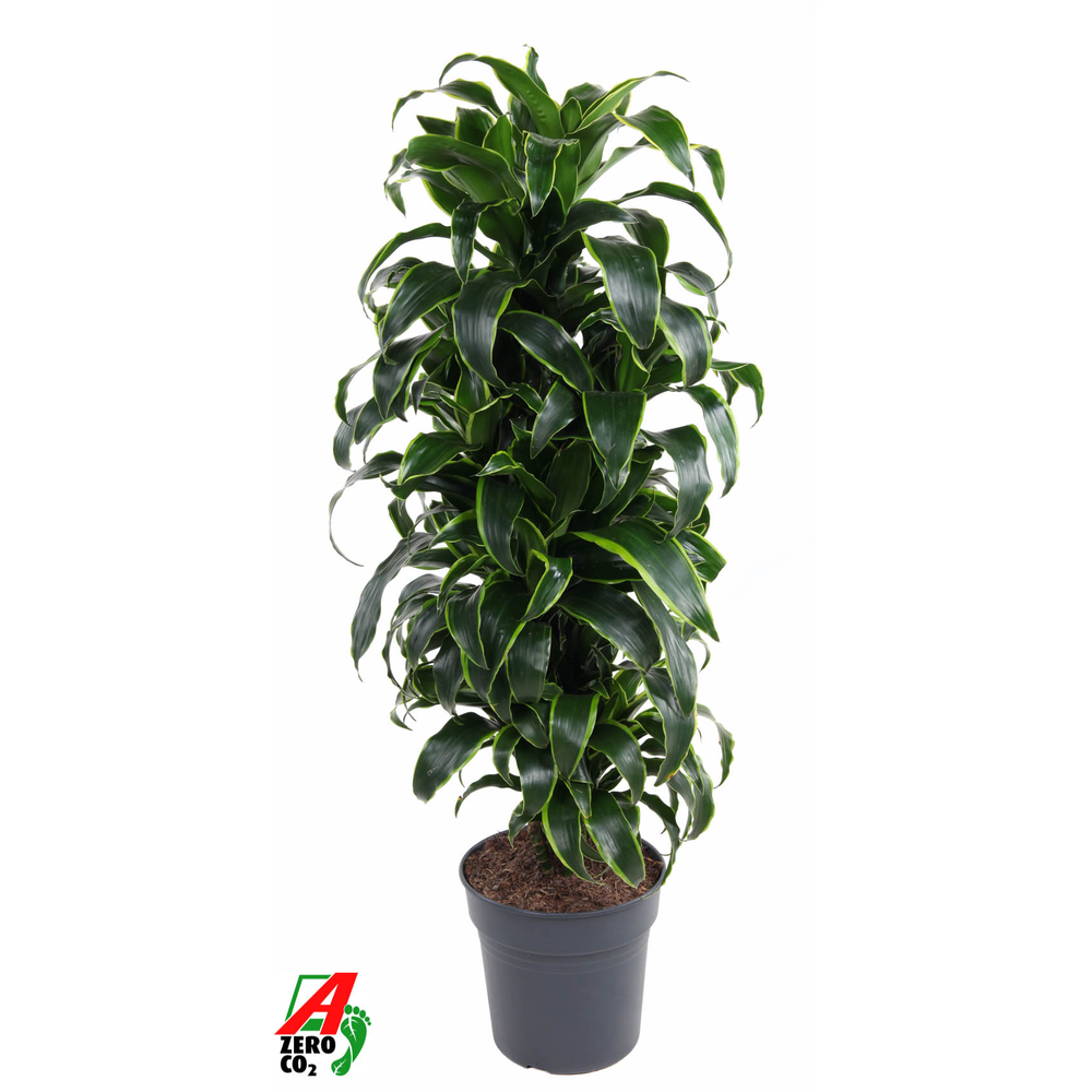 Dracaena Dorado vertakt P27.