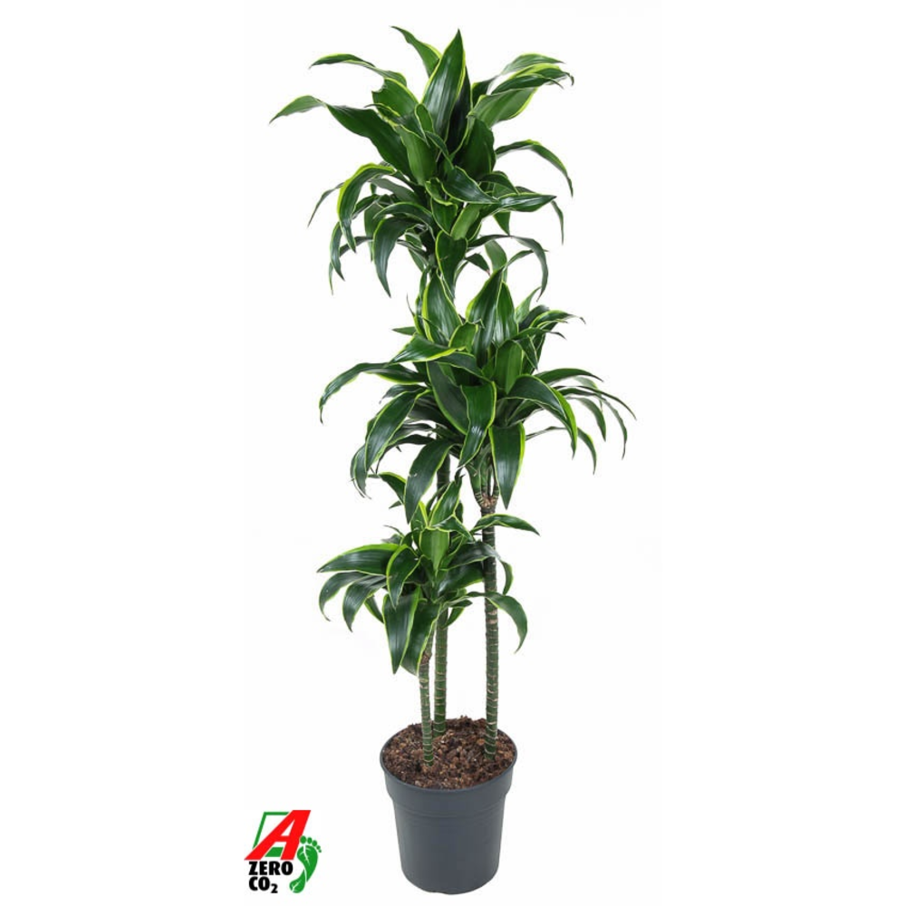 Dracaena Dorado 90-60-30.