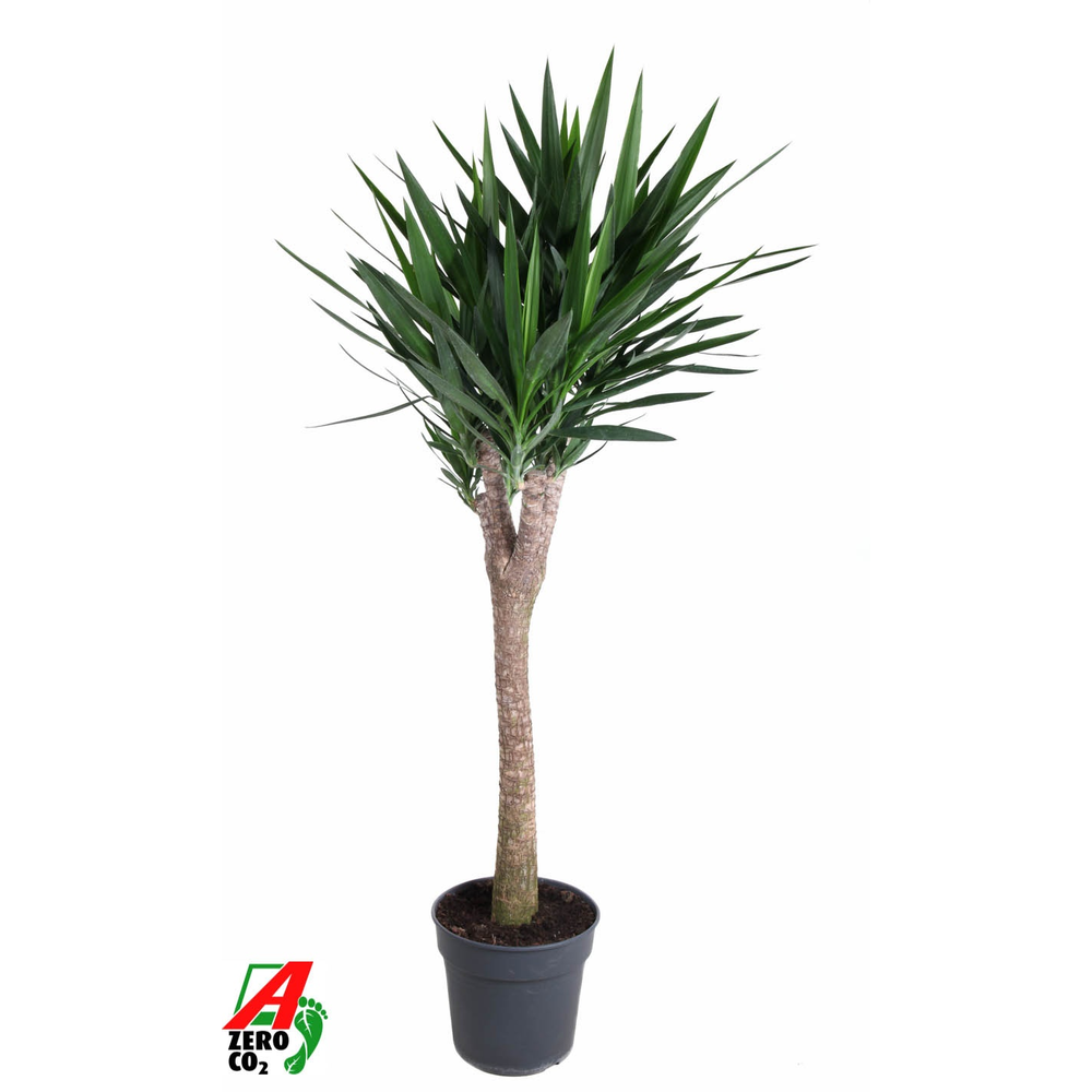 Yucca stam+vertakt P34.