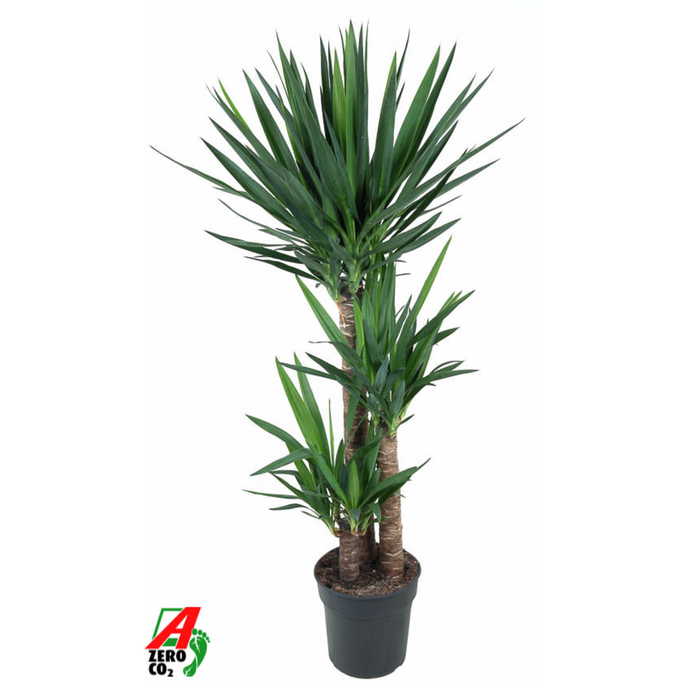 Yucca 90-60-30.