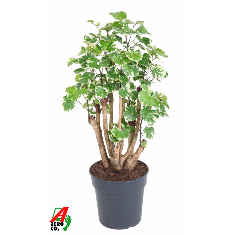 Polyscias Balfouriana vertakt P24.