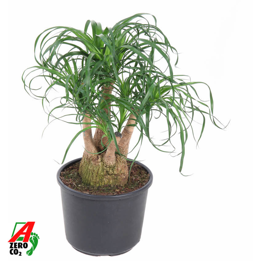 Beaucarnea vertakt P27 - 1ft.