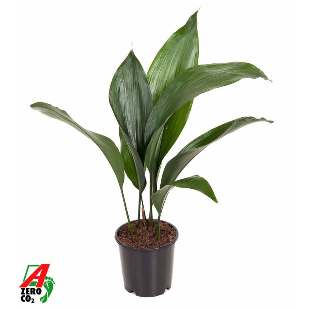 Aspidistra Elatior P13.