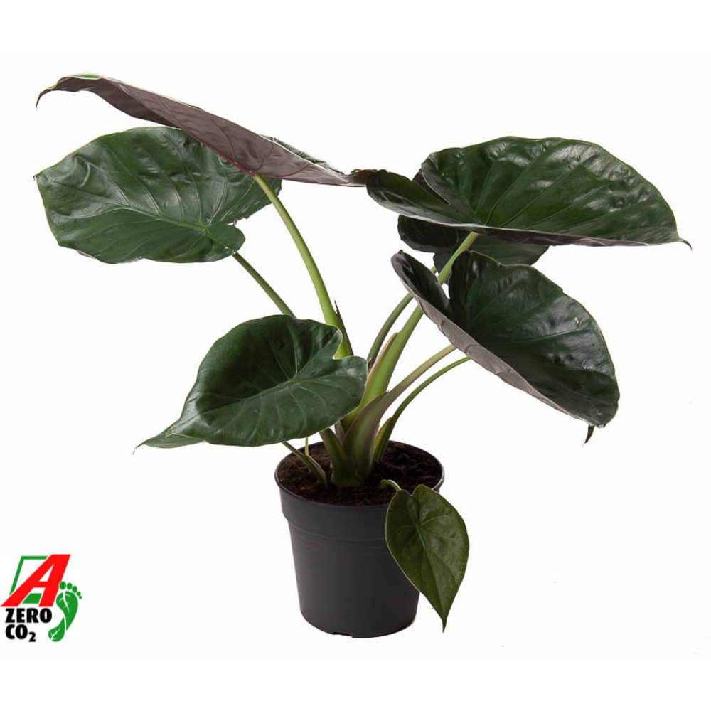 Alocasia Wentii (NO GAP).