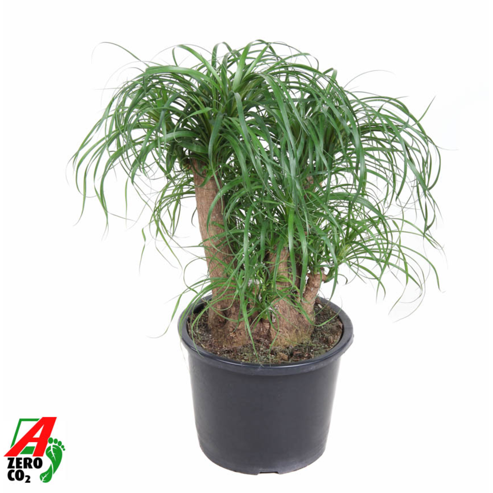 Beaucarnea vertakt P32 - 1,5ft.