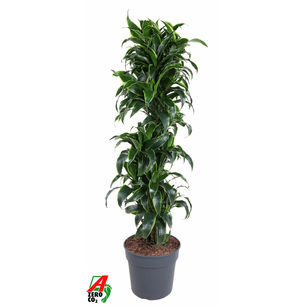 Dracaena Dorado vertakt P34.