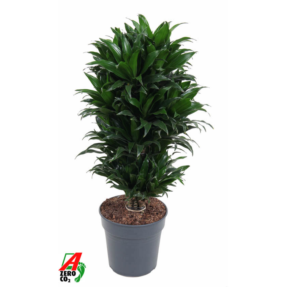 Dracaena Compacta vertakt P24.