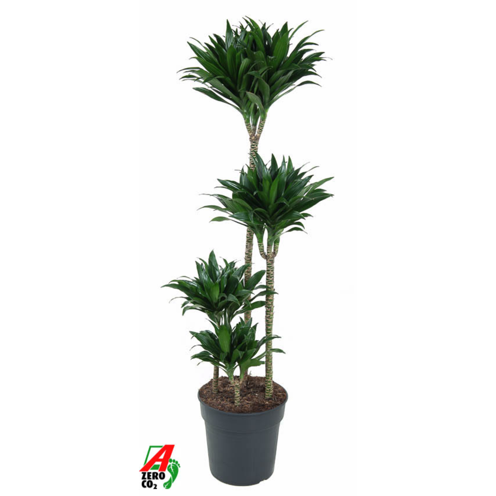 Dracaena Compacta 90-60-30-15.