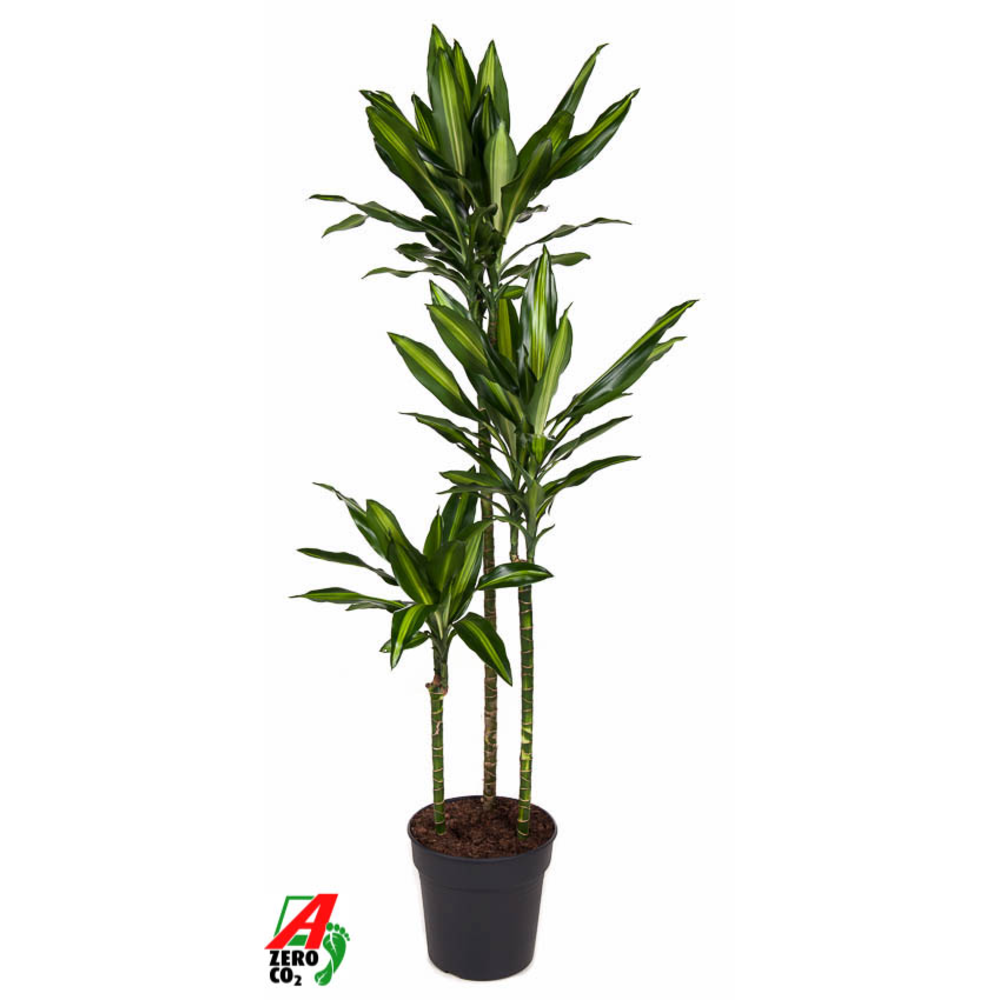 Dracaena Cintho 90-60-30.
