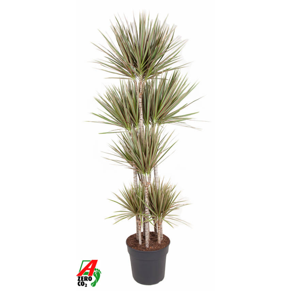 Dracaena Bicolor 120-carrousel.
