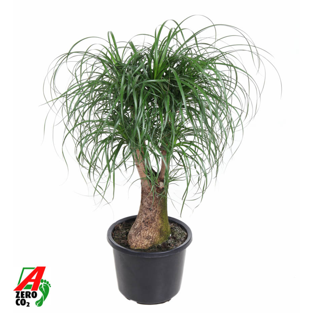 Beaucarnea vertakt P32 - 2ft.