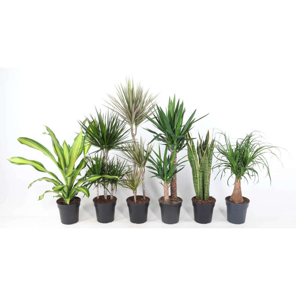 Mix pot 21 100cm.