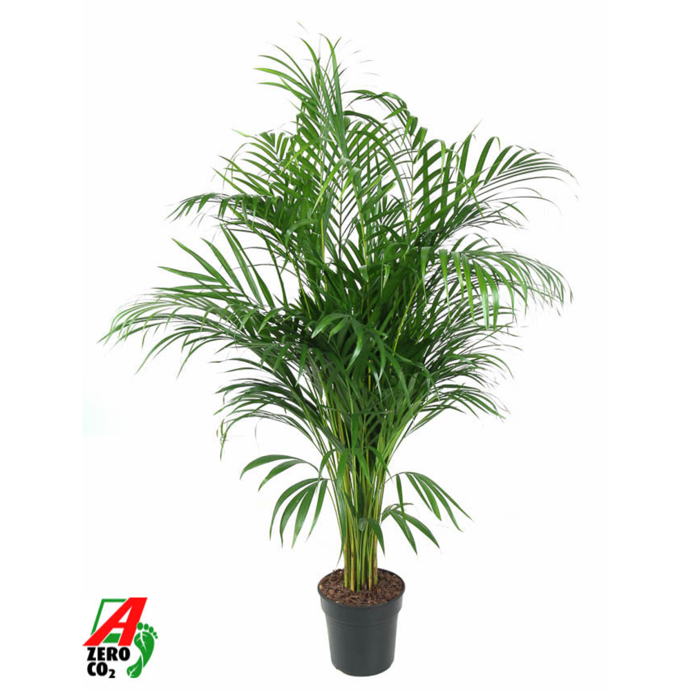 Dypsis Lutescens(Areca) P21-120.