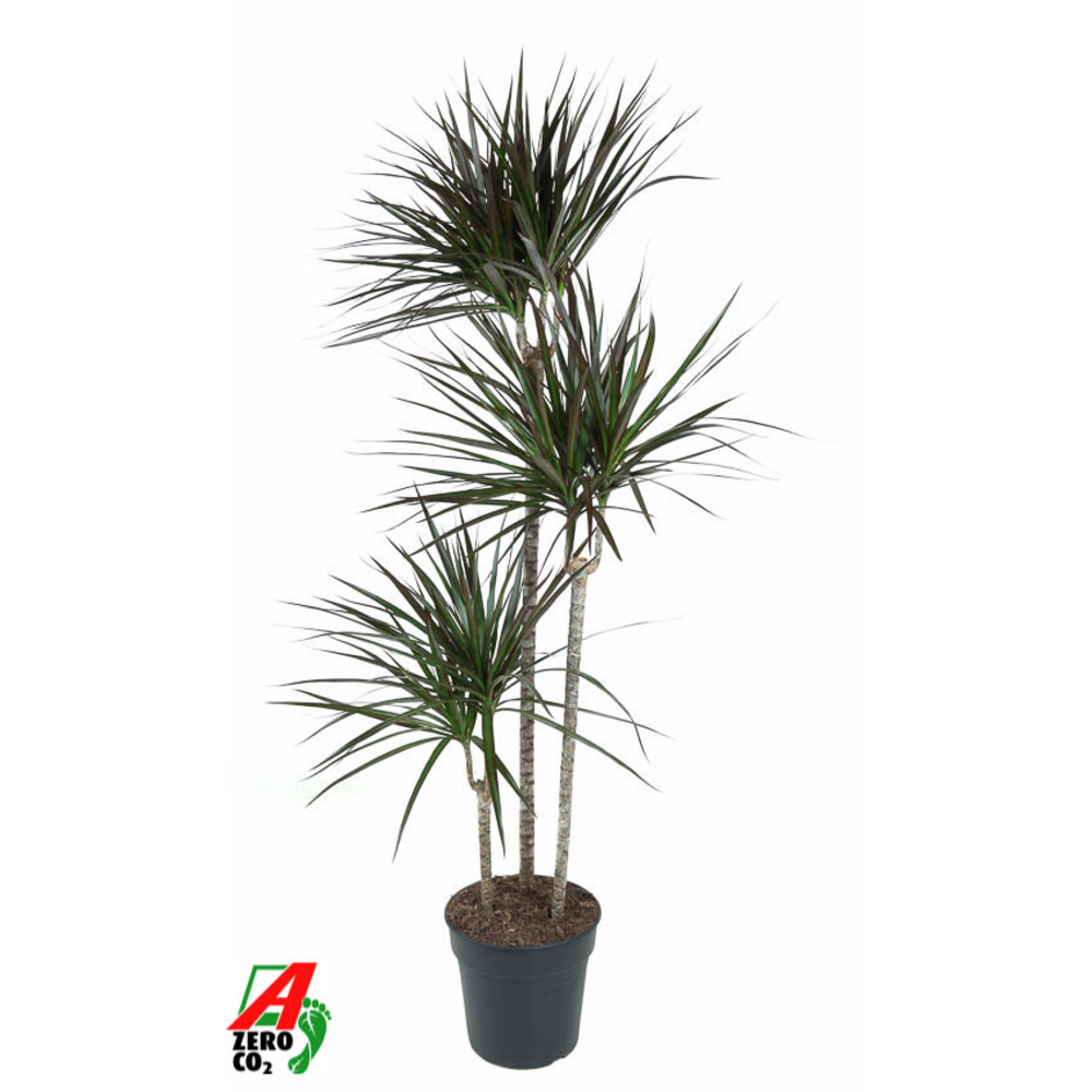 Dracaena Magenta 90-60-30.