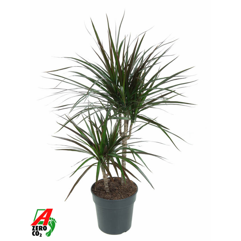 Dracaena Magenta 30-10.