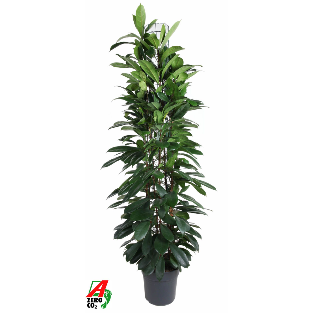 Ficus Cyatistipula zuil P31 (NO GAP).