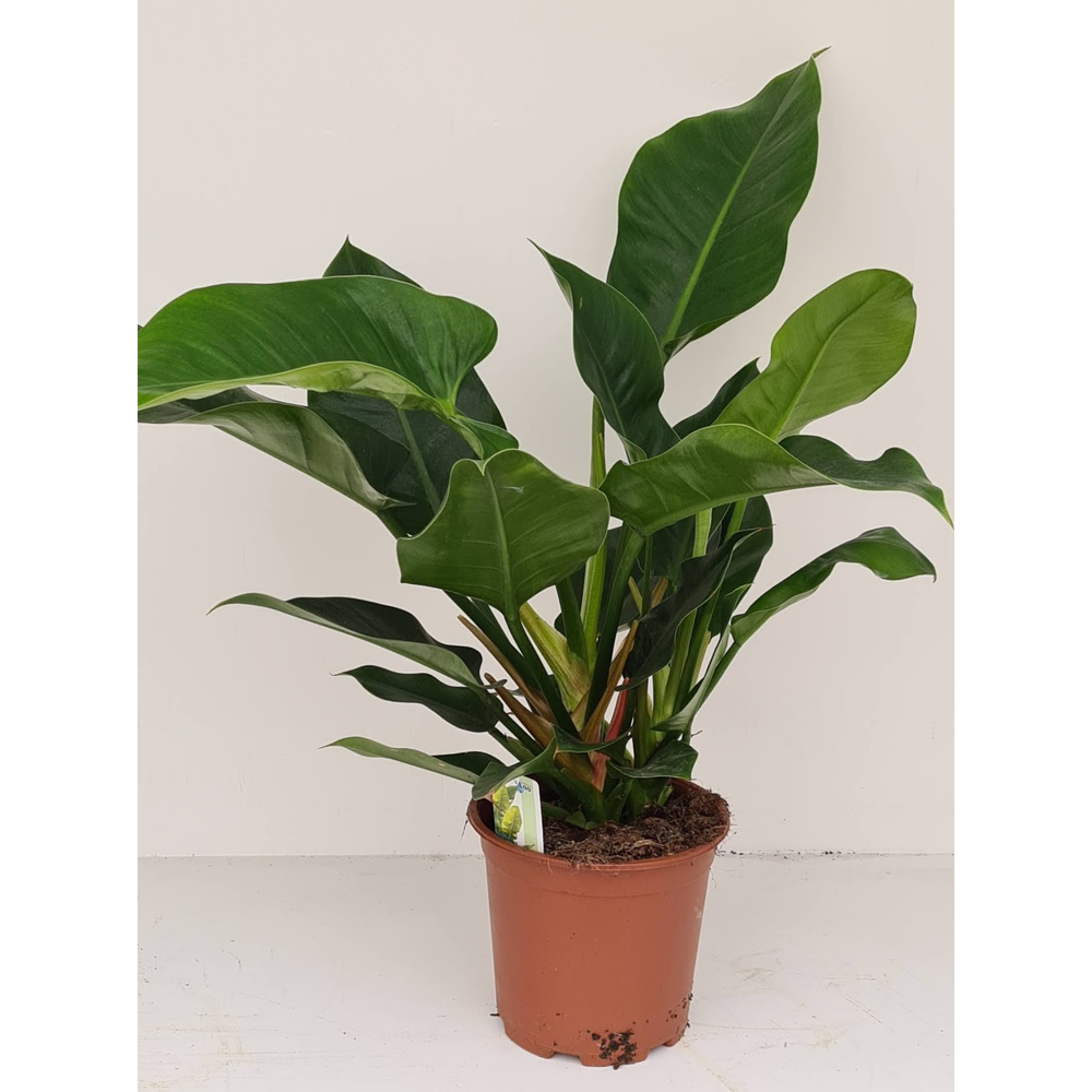 Philodendron Im. Green.