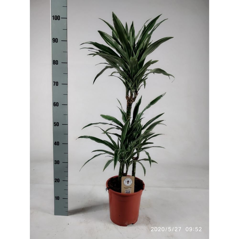 Dracaena Warneckei 60-30-15 100cm.