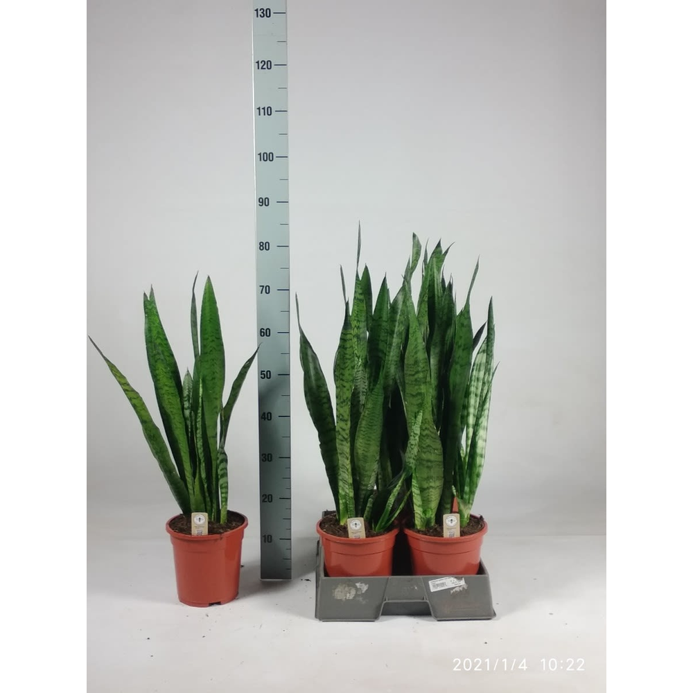 Sansevieria zeylanica 75cm.