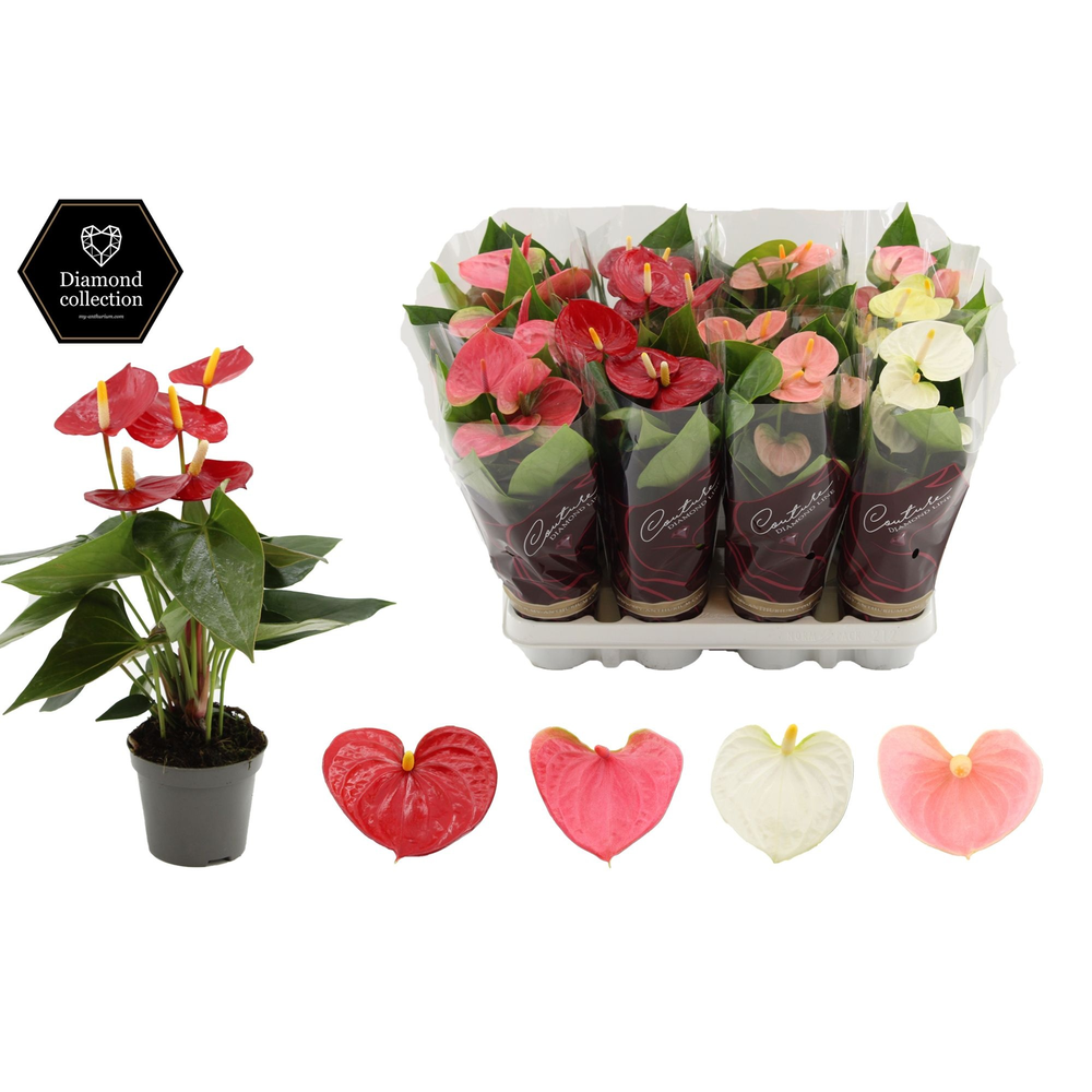 Anthurium 9 cm 3 color mix - Diamond sleeve.