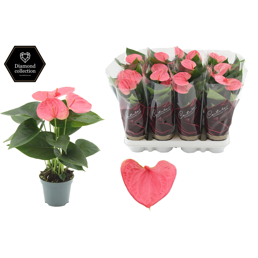 Anthurium 9 cm Sweet Dream in Couture Diamond Line.