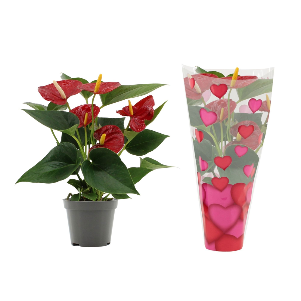 Anthurium Diamond Red in heart sleeve Lilly.