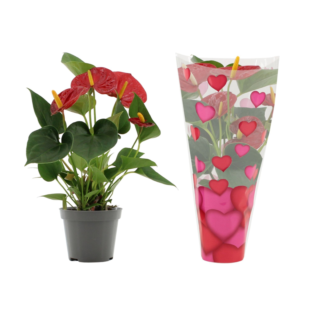 Anthurium Success Red in heart sleeve Lilly.