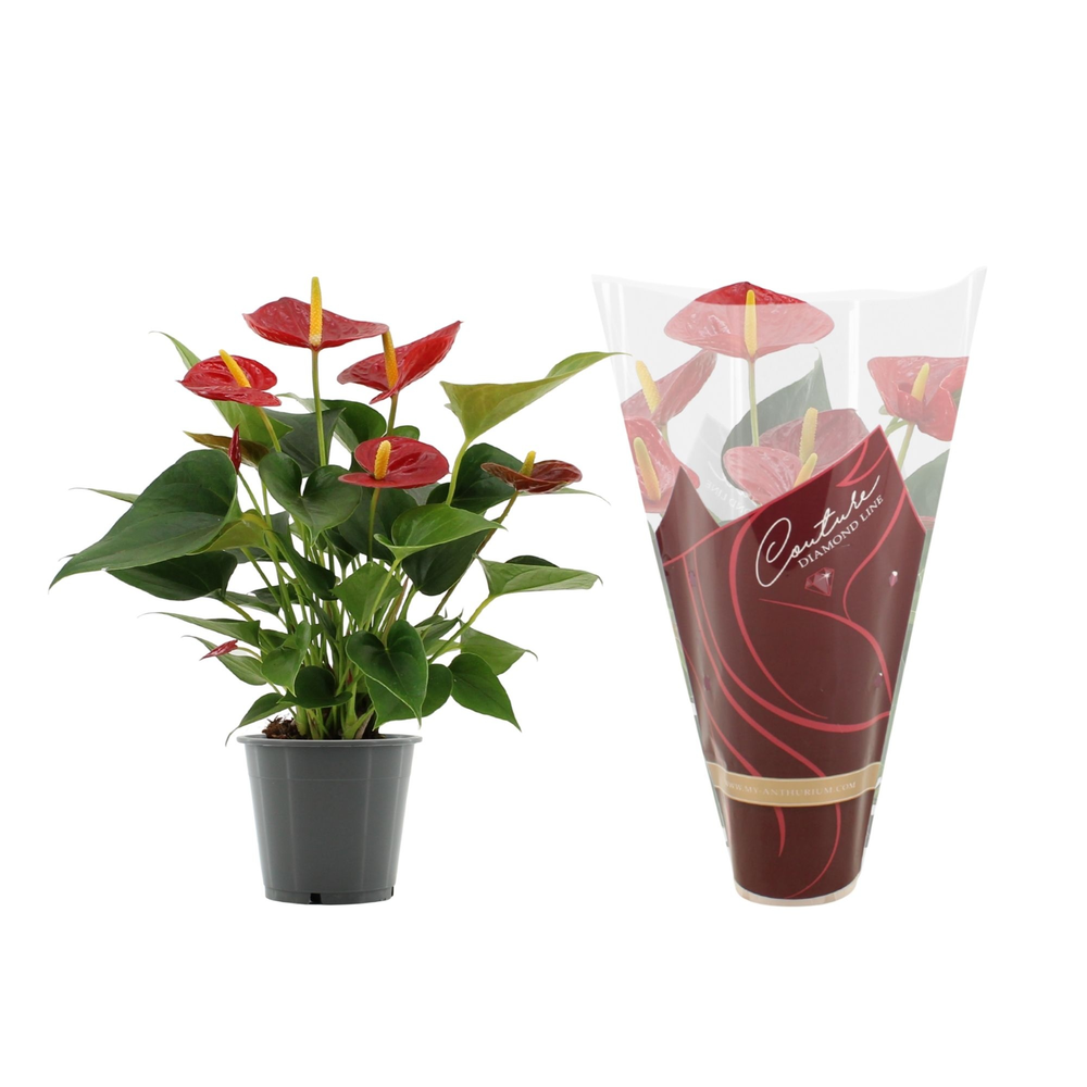 Anthurium Diamond Red in Couture Diamond Line Purp.