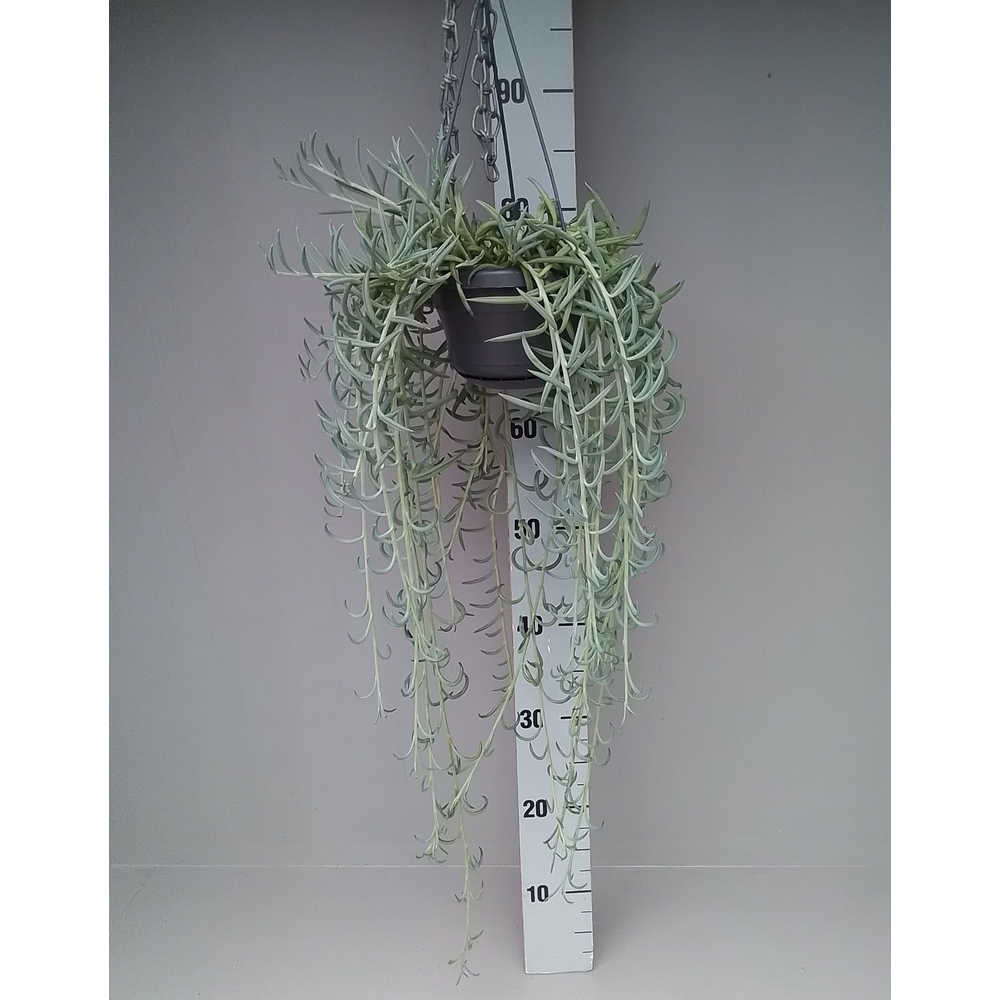 Senecio Radicans.