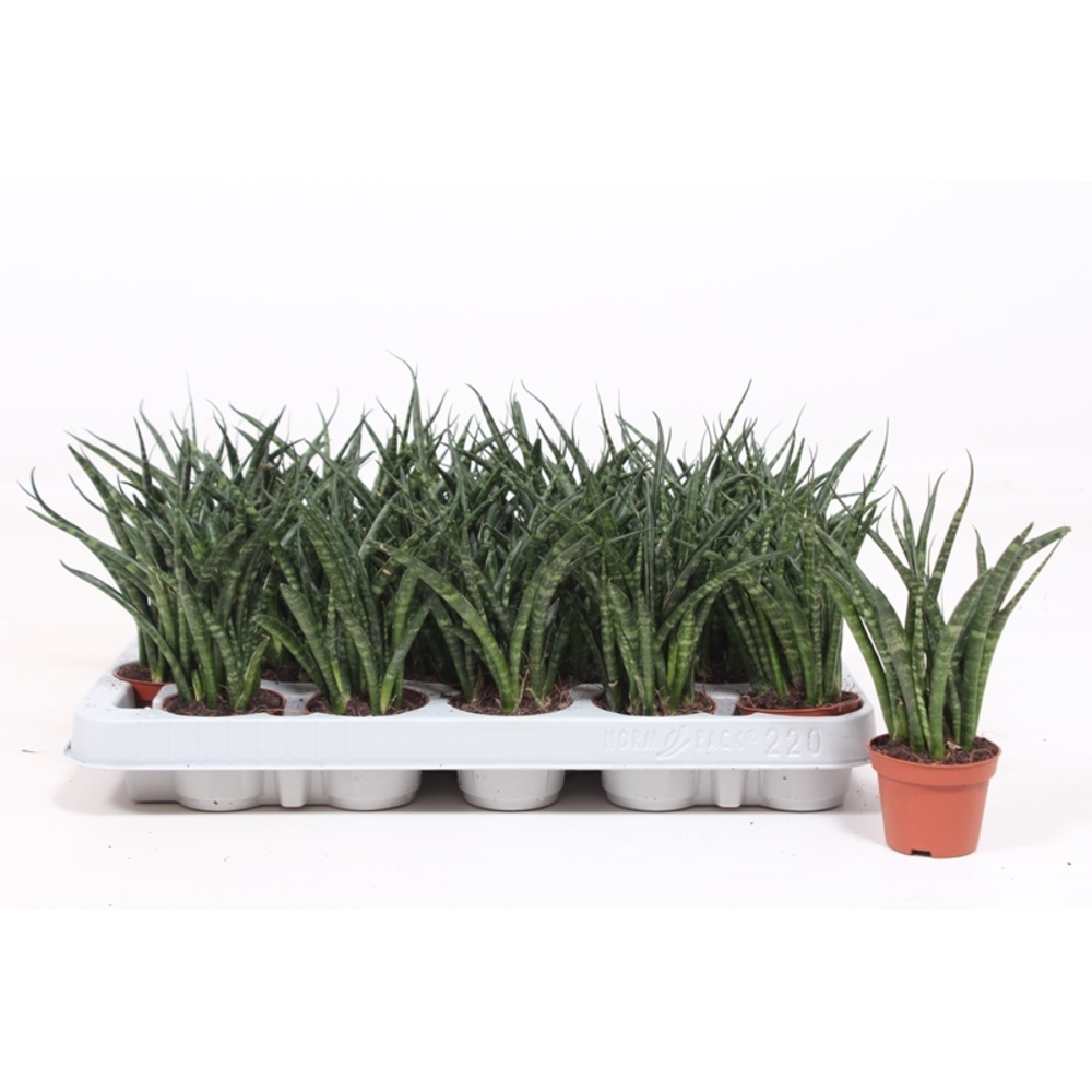 Sansevieria Fernwood Punk.