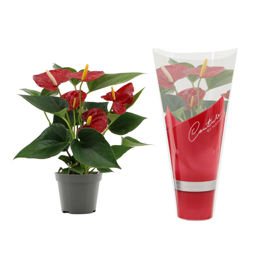 Anthurium Diamond Red in Couture sleeve.