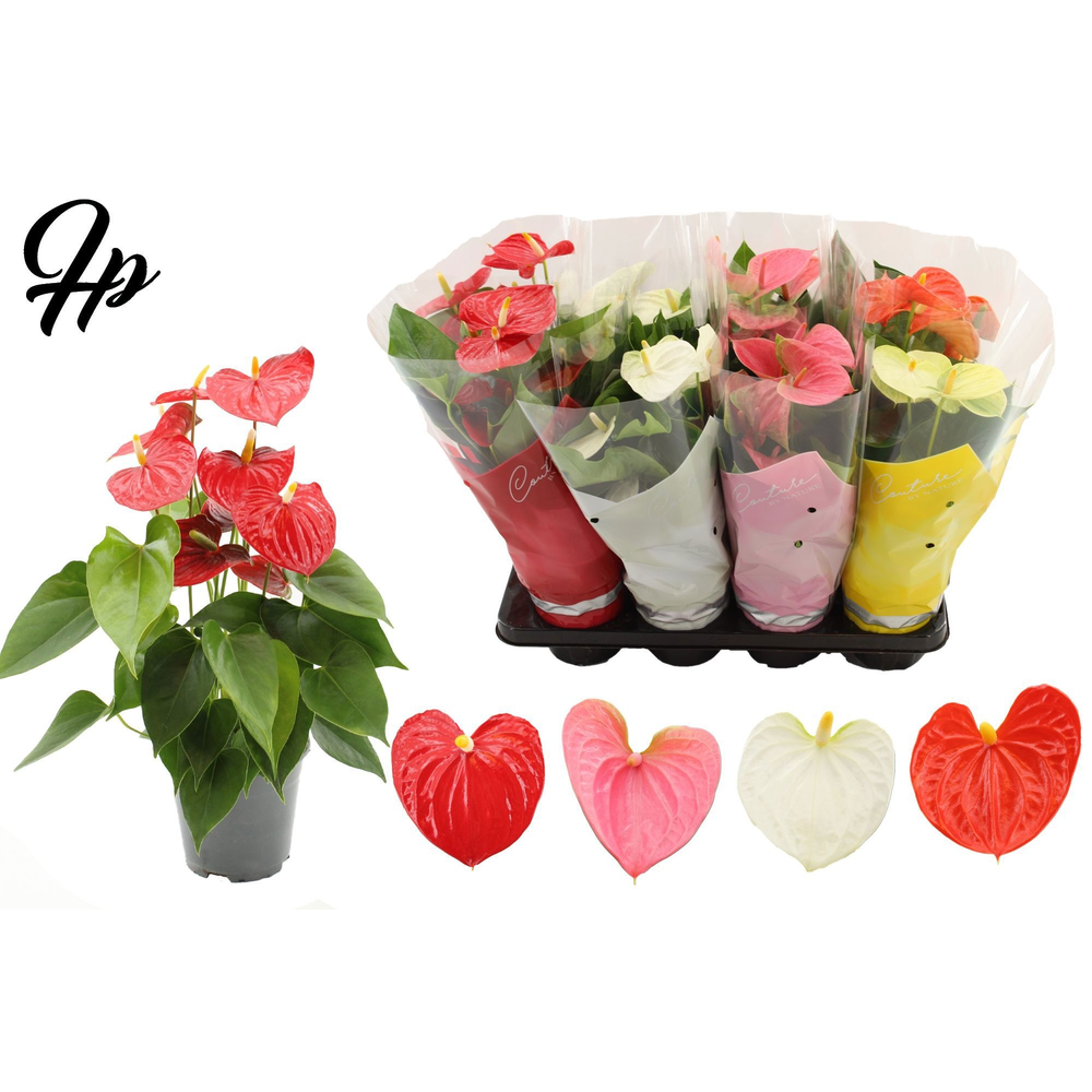 Anthurium 4 color mix in Couture sleeve.