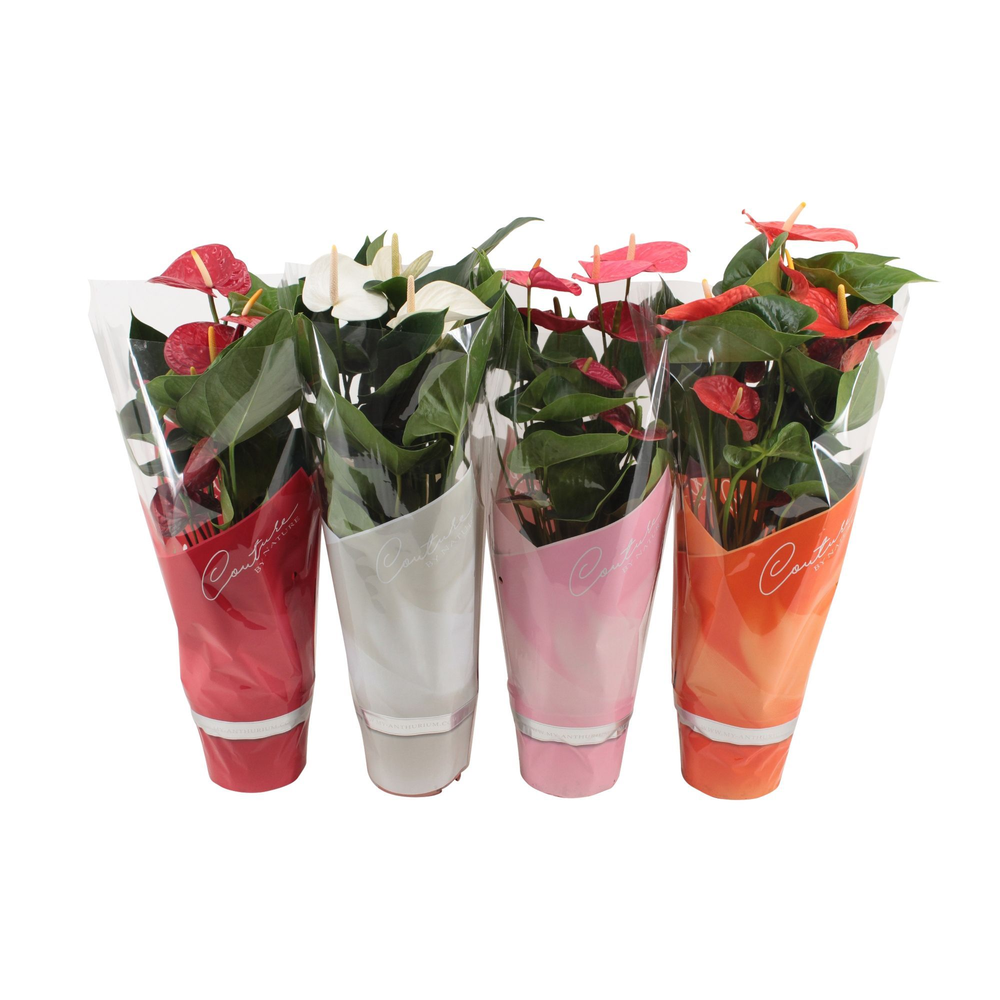 Anthurium 4 color mix in Couture sleeve.